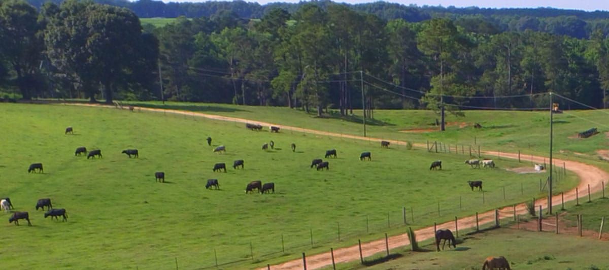3D Cattle Co gallery