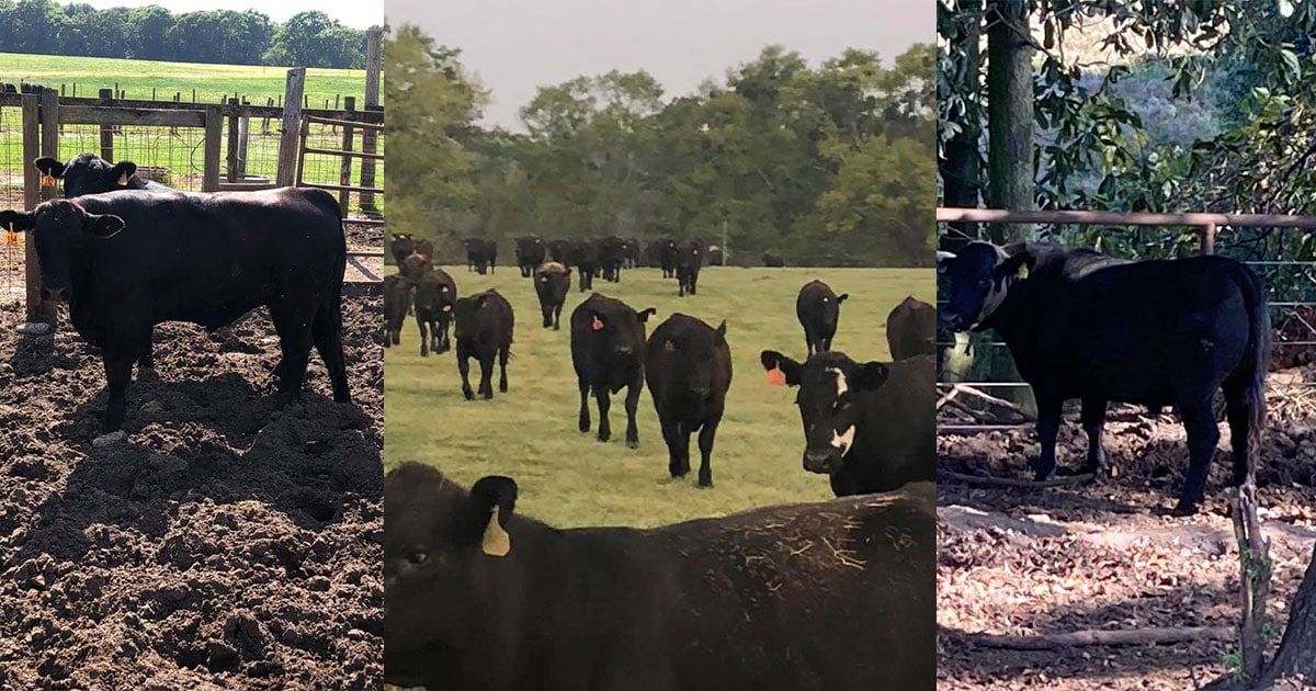 3D Cattle Co gallery